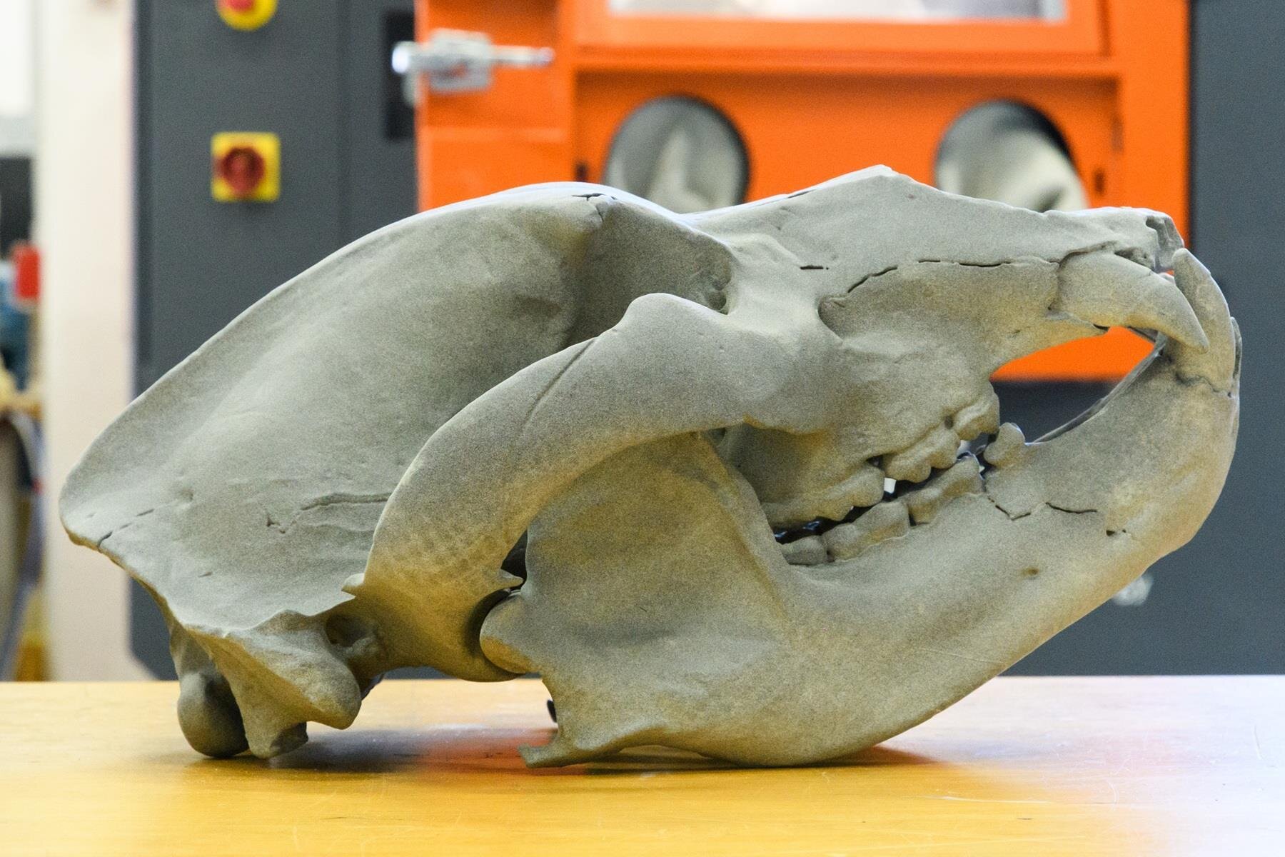 Public Image Comunicati 2025 Orso Speleo Cranio